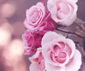 슈만 시인의 사랑  장미,백합,비둘기,태양 바리톤 김신일