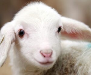 Agnus Dei G.Bizet작곡 이태리어 딕션 강의동영상과 음악듣기