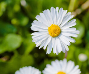 E l’april che torna a me Giordano 작곡 이탈리아가곡 발음 읽는 법