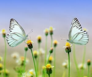 La farfalletta 나비 이탈리아 가곡 발음 읽는 법 & 추천 음악