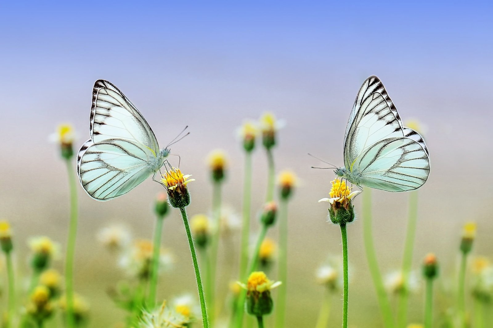 La farfalletta 나비