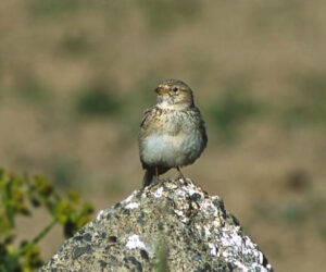Chi vuol comprar la bella Calandrina N.Jommelli 작곡 이탈리아어 딕션 가곡 발음 읽는 법 음악 듣기