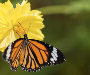 Qual farfalletta amante 사랑의 나비같이 발음 가사와 해석