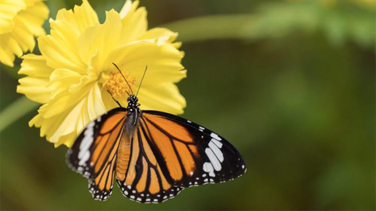 Qual farfalletta amante