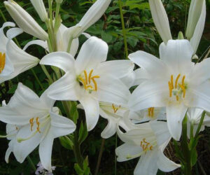 Giglio casto fiore Oszkarop작곡 이탈리아 가곡 읽는 법과 추천 음악