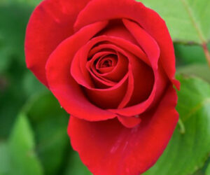 La verginella come la rosa 장미 같은 아가씨 이탈리아 가곡 발음 가사와 해석