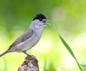 La Capinera 카피네라 이탈리아 가곡 발음 읽는 법