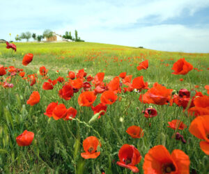Era di maggio A.Franchetti 작곡 이탈리아가곡 발음 읽는 법과 추천 음악