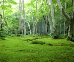 Care selve Handel 작곡 이탈리아어 딕션 음악 듣기