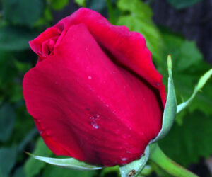 Vanne o rosa fortunata 가라 오 행운의 장미여 발음 가사와 해석