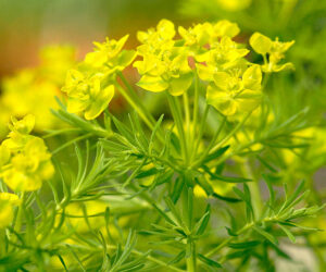 밤마다 꿈속에서 바리톤 김신일 슈만 “시인의 사랑”